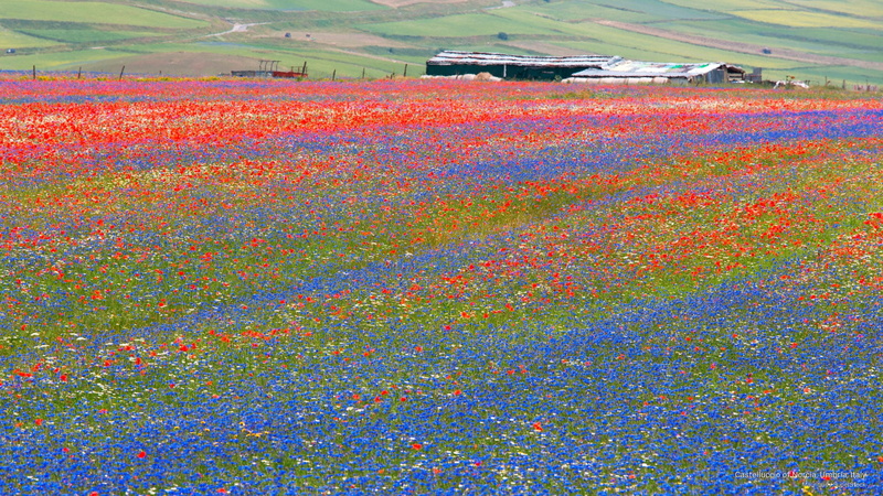 Spring/Summer, umbria, castelluccio, 2K, norcia, italy