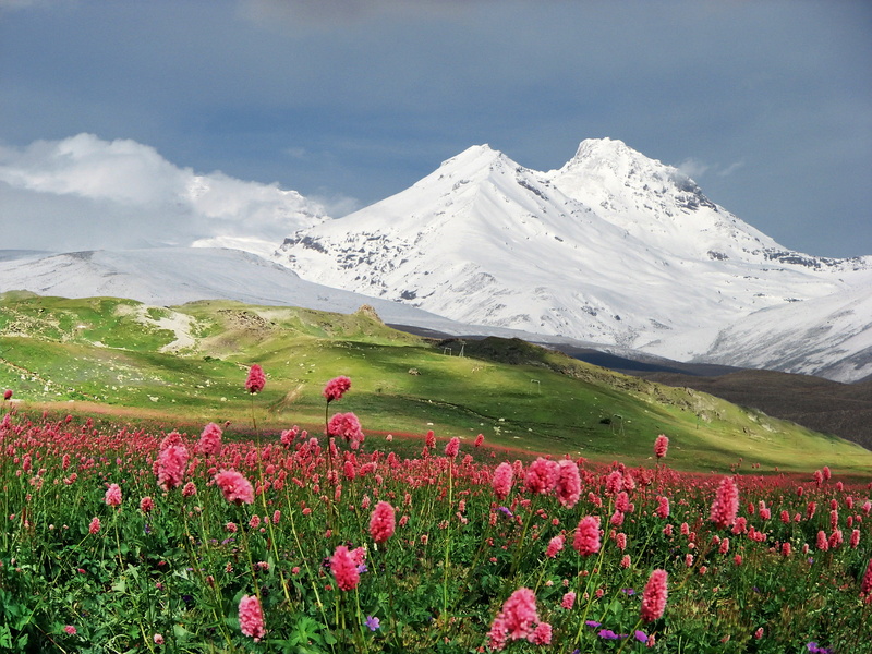 travel, scenics, springtime, green Color, scenics - nature, blue, flowering plant, rural Scene, iceland, environment, flowers, sky, valley, snow, hill