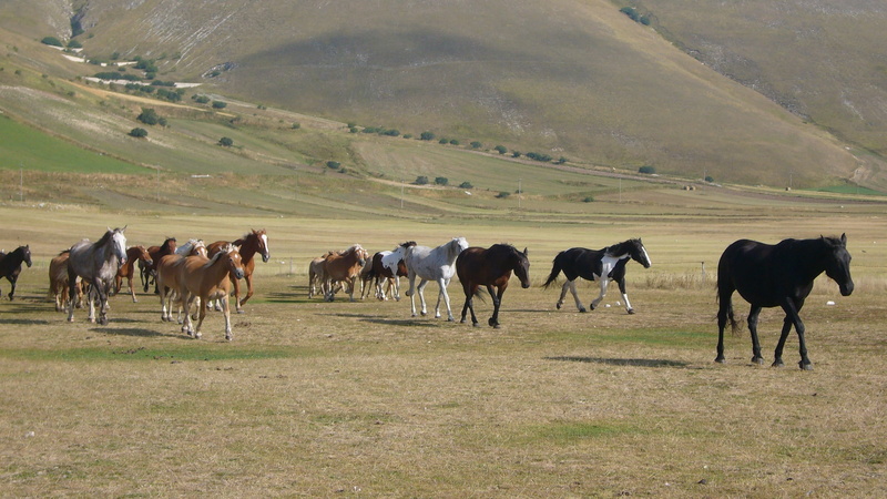environment, day, Horses, field, nature, animal, no people, horse, large group of animals, Castelluccio, group of animals, domestic animals, animal themes