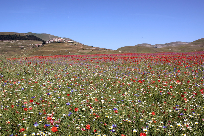castelluccio, flowering plant, land, flower, semi-arid, freshness, 2016, beauty in nature, sky, field, plant, umbria, 5K, of, no people, nature, landscape