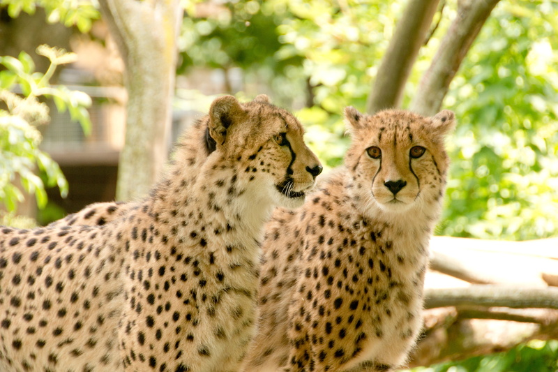 purry, everything is better together, together, park, wildcat, hunter, fur, east Africa, animals, friendship, togetherness, two, dangerous, cheetah, nature park
