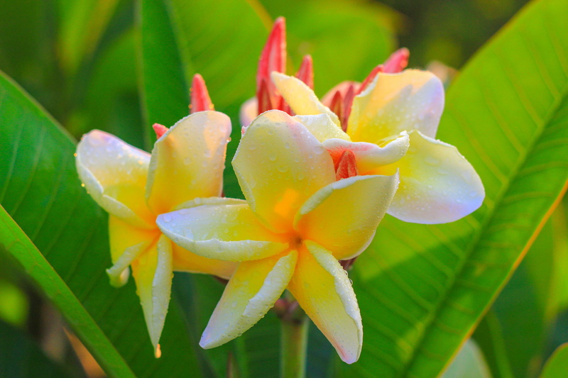 Frangipani, petal, dok champa laos, white, frangipani flowers, beauty In Nature, drop, drops of water, no people, flowers, water, vulnerability, summer