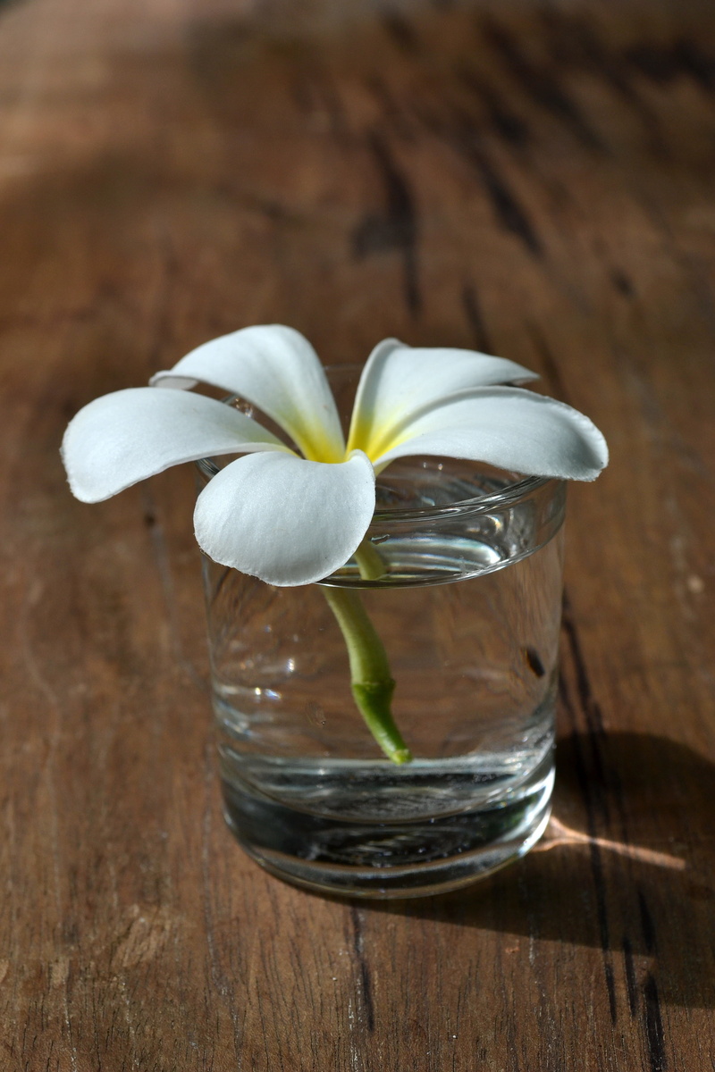 fragrapanti, bright, no people, flower, glass, open, flower head, more information, refreshing, blooms, glass - material, brown, peace, table, still life
