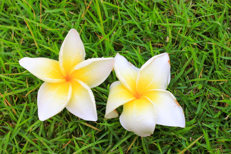 inflorescence, 4K, plant, open, growth, Frangipani, fragrant flowers, refreshing, dew, tropical Climate, white, day, no people, yellow, field, tree, grass