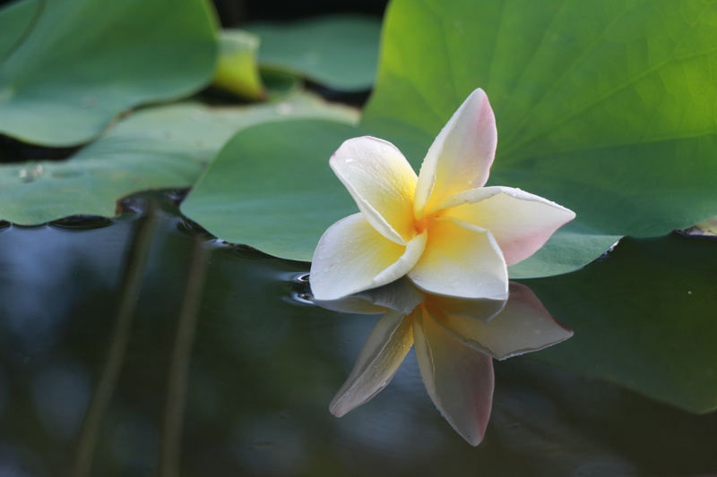 yellow, grass, drops of water, brown, peace, plant part, mirroring, flowering plant, pond, beauty in nature, inflorescence, floating on water, bright, frangipani