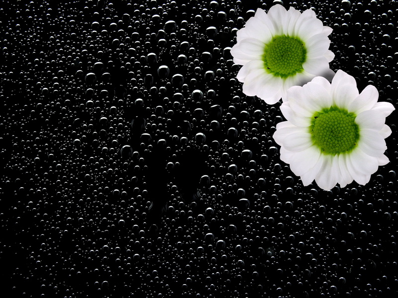 bloom, white color, vulnerability, drop, drop of water, flowering plant, beauty in nature, fragility, flower, flora, greeting card, backgrounds, summer
