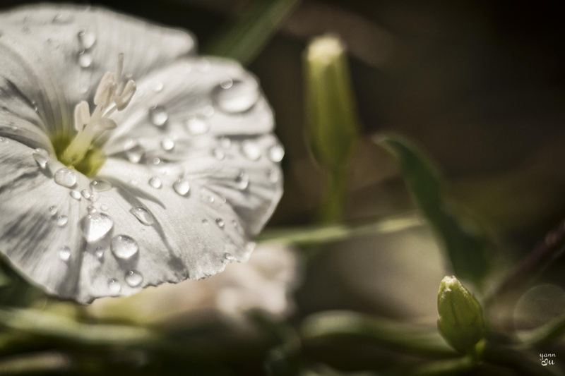 Nikon D750, softness, drop, scent, quiet, Un, summer, plaisir, serene, treasure, white, soft, bloom, leaf, passion, la, instant, après, flowers, nature