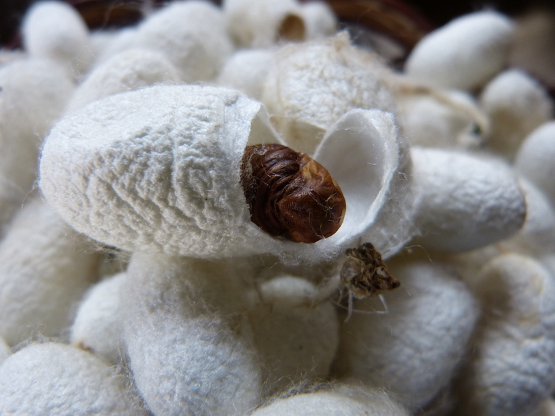 food, animal shell, fiber, outdoors, small, close-up, luxury, animals in the wild, snail, white color, animal themes, Silkworm, Sliced, hermit crab, no people