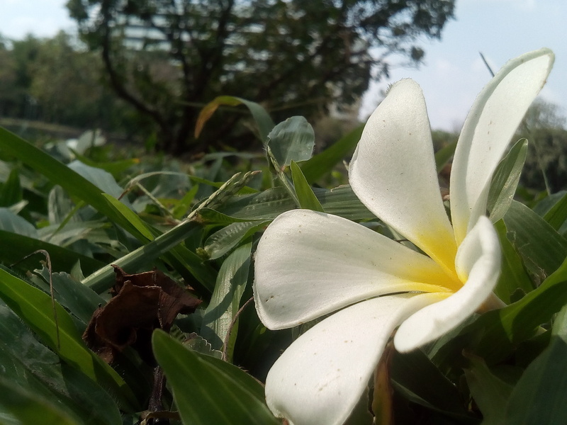 frangipani flowers, white, Flowers, no people, inflorescence, vulnerability, leaf, more information, grass, 2K, day, petal, flowering plant, Frangipani