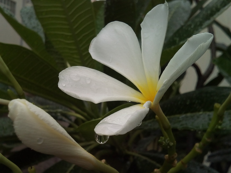 flowers, petal, no people, white flowers, close-up, raindrop, inflorescence, white color, flower, frangipani flowers, plant part, flower head, flowering plant
