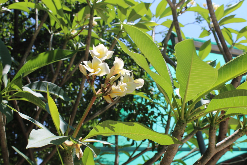 plant, green color, vulnerability, white, fragility, blooms, no people, day, flower, plant part, flowering plant, tree, freshness, flower head, white flowers
