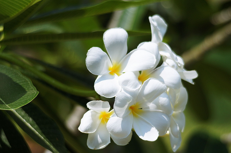 vulnerability, flowers, leaf, freshness, focus on foreground, flower Head, flower, inflorescence, nature, botany, 2K, according to the season, open, sunlight