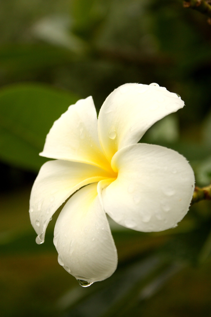 flowering plant, frangipani flowers, white flowers, vulnerability, purity, more information, nature, outdoors, raindrop, petal, plant, growth, inflorescence