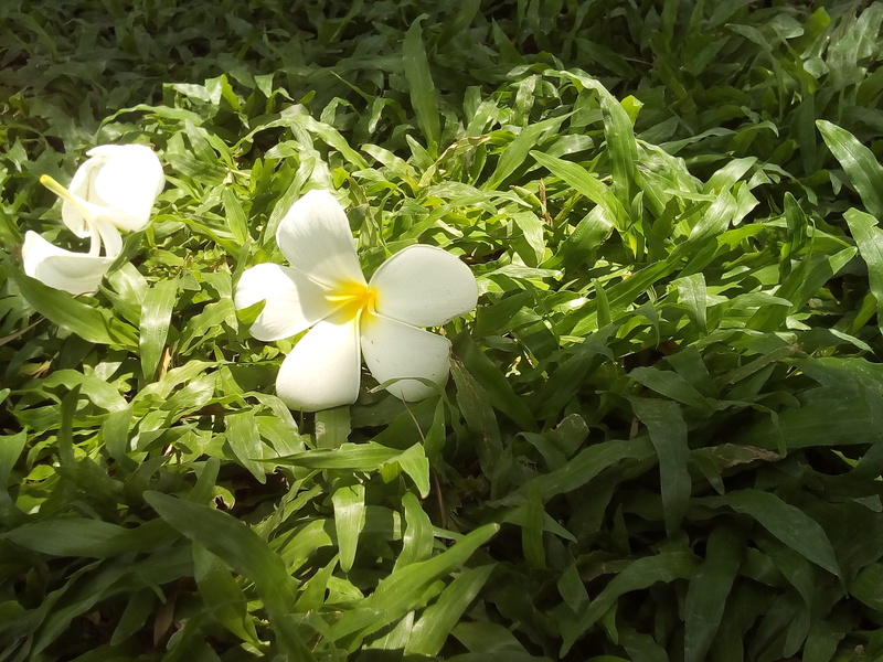 inflorescence, relaxing, flowering plant, nature, outdoors, grass, 2K, more information, green color, Flowers, Information, fragility, plant, plant part