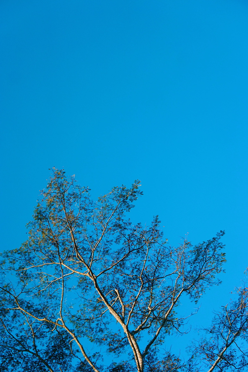 outdoors, clear sky, nature, tree, high section, copy space, scenics - nature, plant, branch, tranquility, day, sunlight, tranquil scene, mountain tree