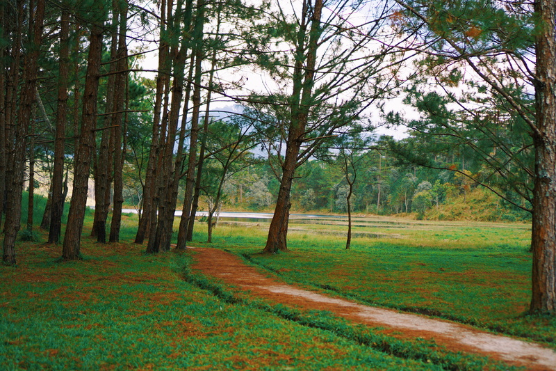 forgotton path, mountain, vietnam, plant, tranquility, outdoors, day, tree trunk, environment, mud path, growth, landscape, trunk, nature, tree, forest