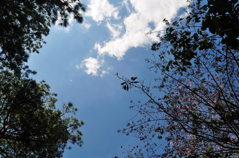 tree canopy, non-urban scene, idyllic, cloud, cherry blossom, day, directly below, outdoors, tranquil scene, plant, 1080P, beauty in nature, dalat, branch