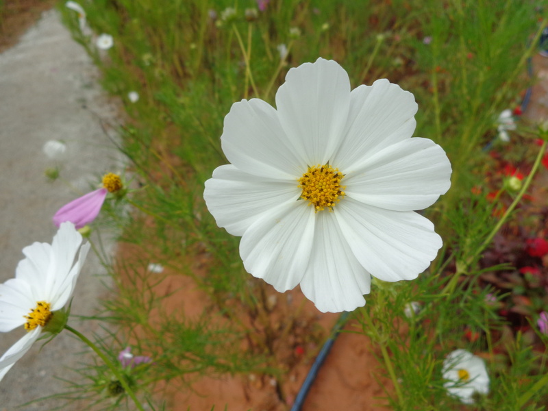 4K, beauty in nature, cosmos flower, white, inflorescence, fragility, white color, outdoors, focus on foreground, petal, pollen, softness, vulnerability