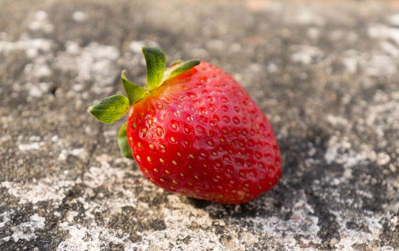juicy, plant part, fruits, outdoors, freshness, vietnam, day, focus on foreground, close-up, nature, food and drink, red, dalat, single object, berry fruit