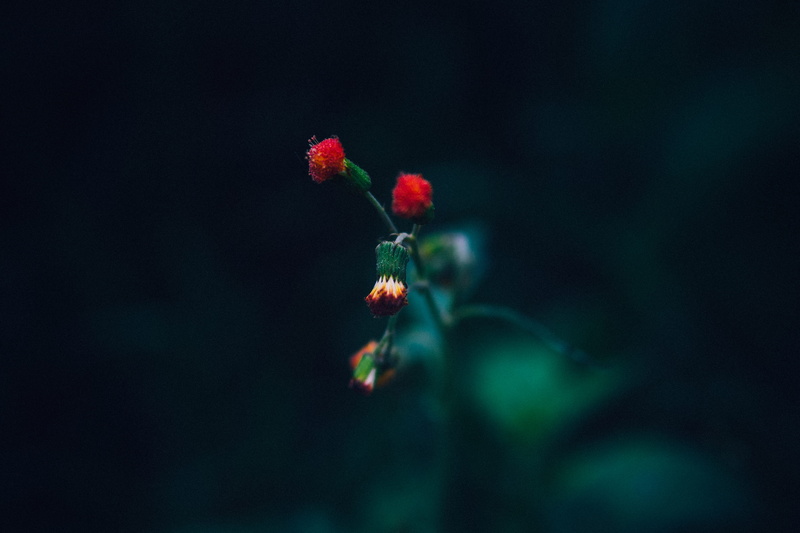no people, vulnerability, selective focus, dirt, flowering plant, vietnam, food, leaf, food and drink, forest, greengram, beauty in nature, 5K, strawberry
