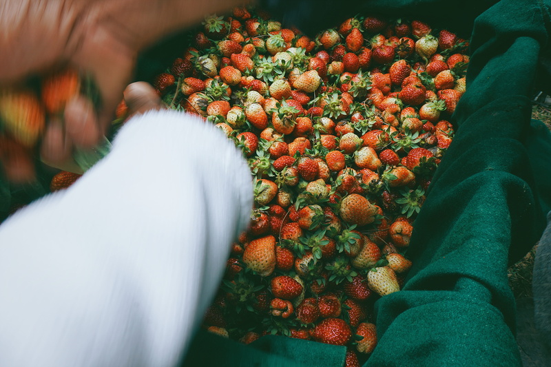 personal perspective, wellbeing, fruit, low section, hand, strawberry, people, high angle view, day, dalat, healthy eating, food and drink, two people