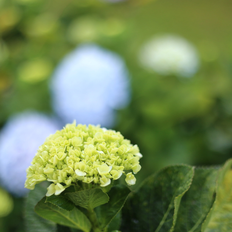 fragility, growth, dalat, 2K, natural, focus on foreground, leaf, flower, day, flower head, beauty in nature, vulnerability, petal, nature, no people