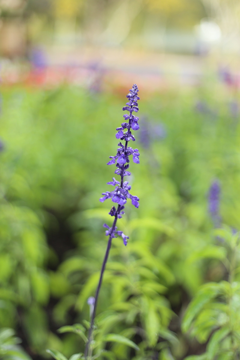 selective focus, growth, fragility, nature, beauty in nature, vietnam, dalat, freshness, vulnerability, no people, plant, plant part, lavender, purple