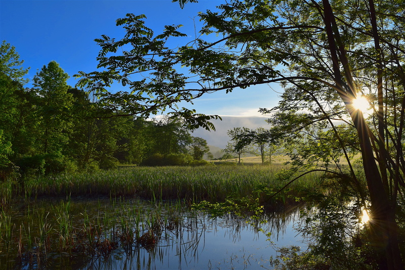 sun, reflection, Sunrise, scenics - nature, beauty in nature, no people, outdoors, tree, Wetlands, lens flare, morning, Landscape, scenics, tranquility