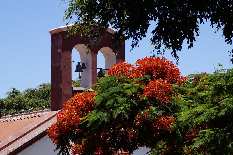 low angle view, tree, tenerife, growth, sky, mediterranean flair, plant, built structure, orange color, no people, outdoors, flamboyant, bells, nature