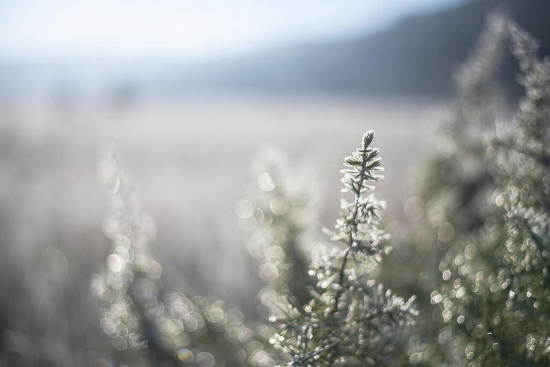 green-leaf, HIVER, NIKKOR, photo, NATURE, green, FROID, gel  green, close-up, Europe, sous, YANN, NIKON D750, plant, leaf, 1080P, Ardèche, close