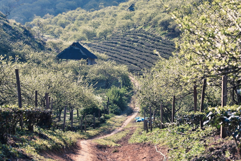 nature, environment, direction, moc chau, plant, building exterior, land, growth, built structure, day, house, 1080P, vietnam, road, tree, son la, beauty in nature