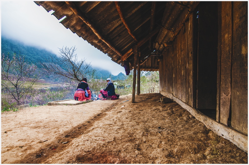 nation, outdoors, rear view, land, cherry flowers, day, architecture, people, built structure, women, leisure activity, real people, men, adult, moc chau