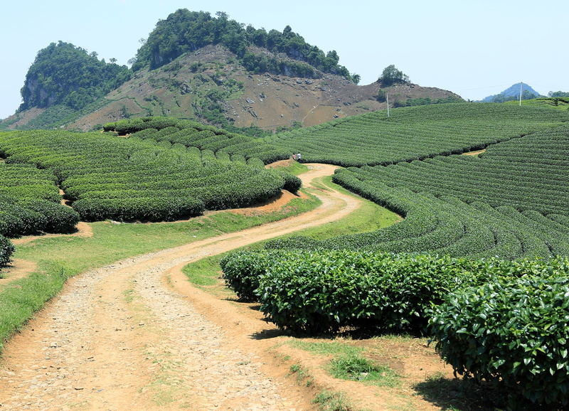 1080P, rural scene, plantation, tree, nature, tea crop, son la, tranquility, landscape, agriculture, tea, mountain, plant, outdoors, farm, tranquil scene