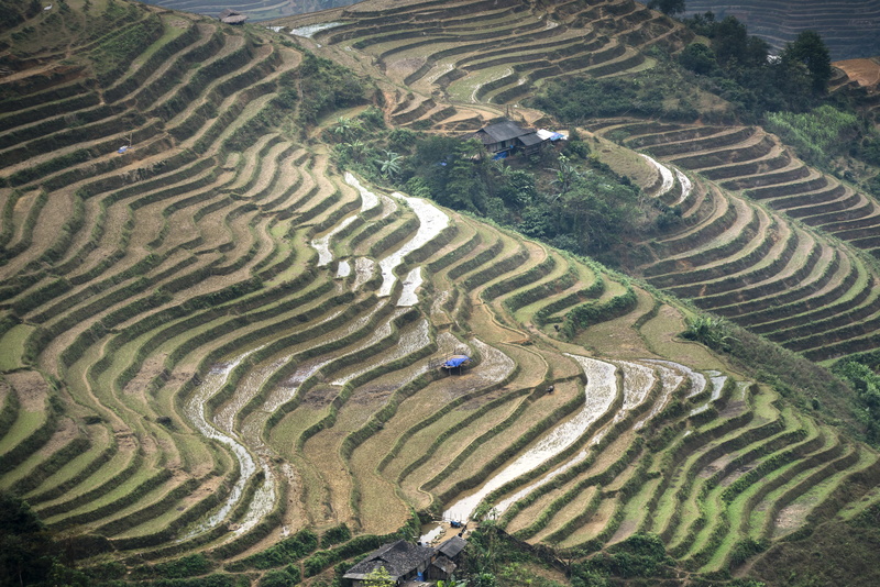 food, terrace, harvest, landscape, agriculture, paradise, green, plant, terraced field, field, step, high, beauty in nature, thailand, rice - cereal plant