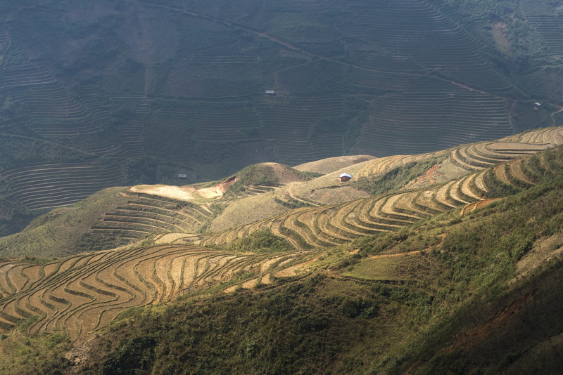 rice paddy, moc chau, thailand, no people, beauty in nature, outdoors, background, farm, magical, photo, sơnla, nature, travel, land, plant, plantation