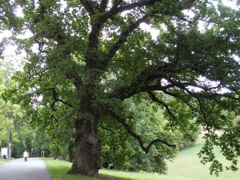 land, nature, treelined, day, outdoors, 4K, beauty in nature, no people, transportation, branch, trunk, footpath, plant, growth, le parc du chateau de coburg franconie allemagne