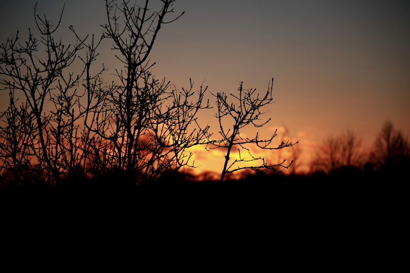 bare tree, evening, fiery sky, non-urban scene, purple sky, tree, cloud - sky, 5K, dusk, sunset, beauty in nature, environment, back Lit, the sun, tranquility