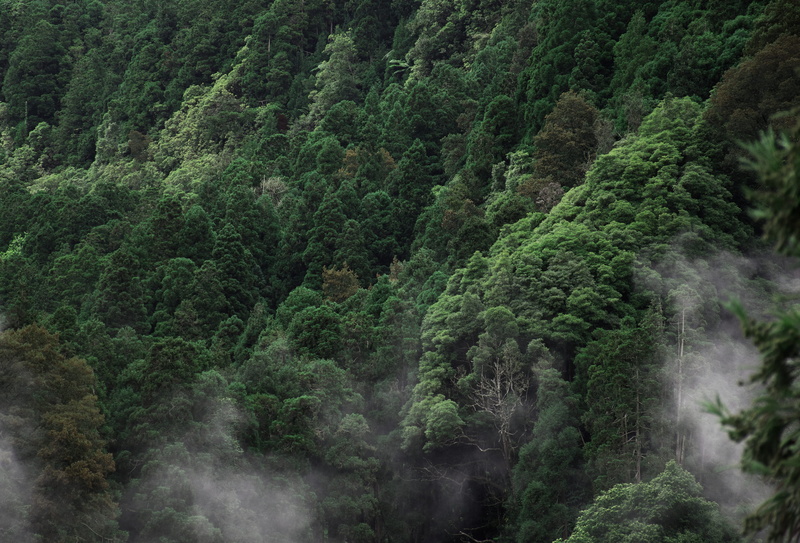 scenery, rainforest, water, plant, conifer, 2K, forest, aerial, fir, fog, day, photography, vegetation, land, foliage, tranquil scene, pine, woodland