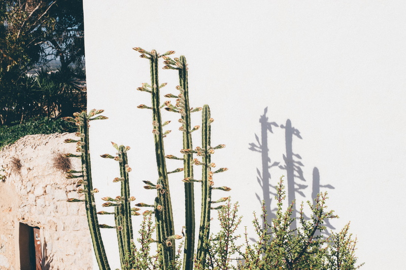 architecture, sky, eivissa, tree, growth, land, flowering plant, spain, flower, plant, built structure, field, 5K, white, no people, green, day, ibiza