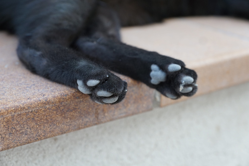 domestic animals, low section, black, domestic, Ibiza, Eivissa, rest, animal, Cat, close-up, relaxation, 5K, Paws, lying down, one animal, outdoors, vertebrate