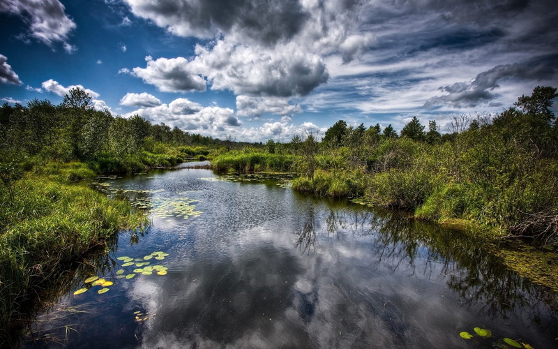 environment, summer, vegetation, day, sunlight, pond, idyllic, land, landscape, travel, green Color, tree, woodland, nature, panoramic, wood, tranquil Scene