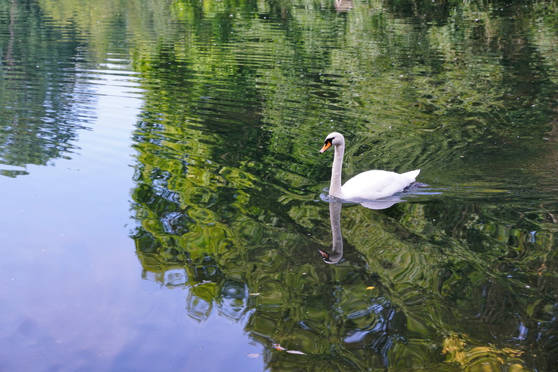 nature, swimming, swan, outdoors, one animal, perfume, animal themes, active substance, donaueschingen, animals in the wild, reflection, idyll, spring