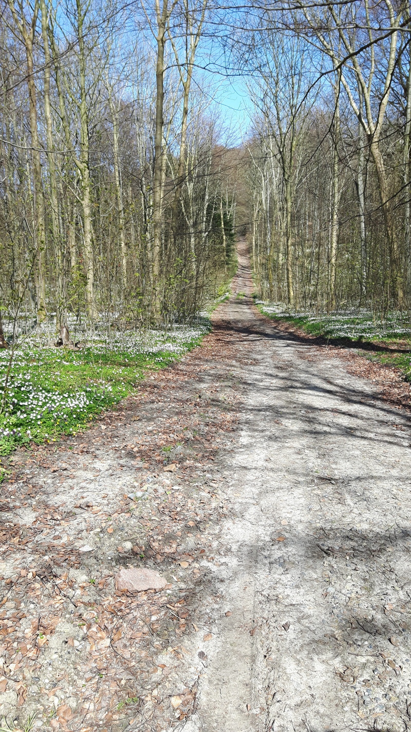 flowers, long, tree, tranquility, treelined, 4K, outdoors, bare tree, nature, the way forward, no people, woodland, scenics - nature, growth, plant, diminishing perspective