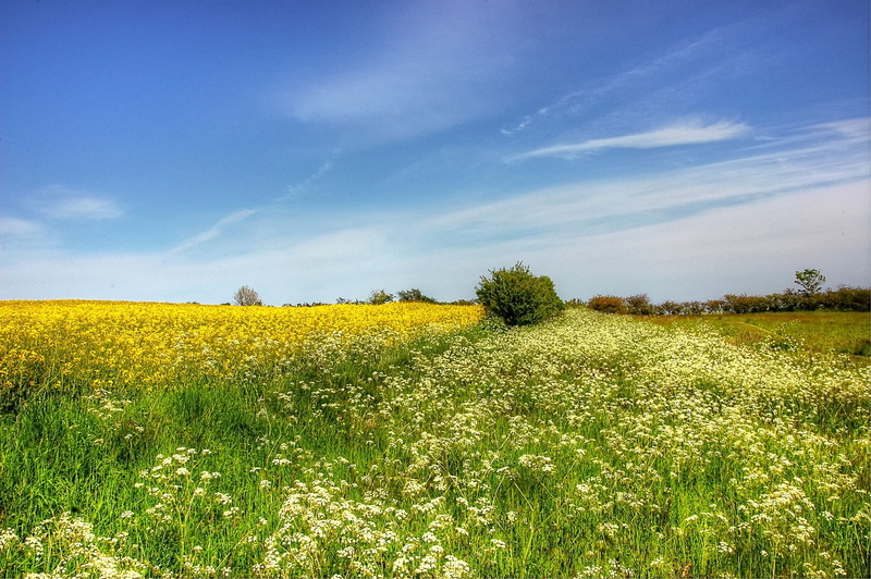growth, sunny, land, món, blue sky, beach landscape, farm, white cliffs, environment, holiday, flowering plant, baltic sea, rural scene, beauty in nature