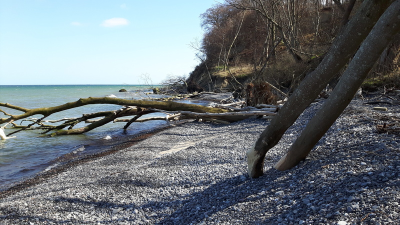 sunlight, tranquil scene, wood, water, sky, beach, tree, tranquility, day, no people, driftwood, land, scenics - nature, outdoors, sea, solid, moen, rock