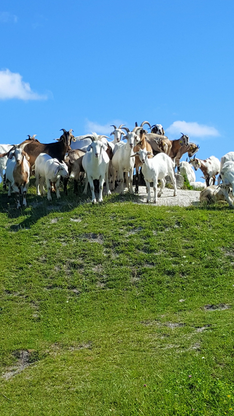 vertebrate, grass, herbivorous, livestock, moen, field, mammal, pets, large group of animals, landscape, no people, animal themes, domestic animals, plant