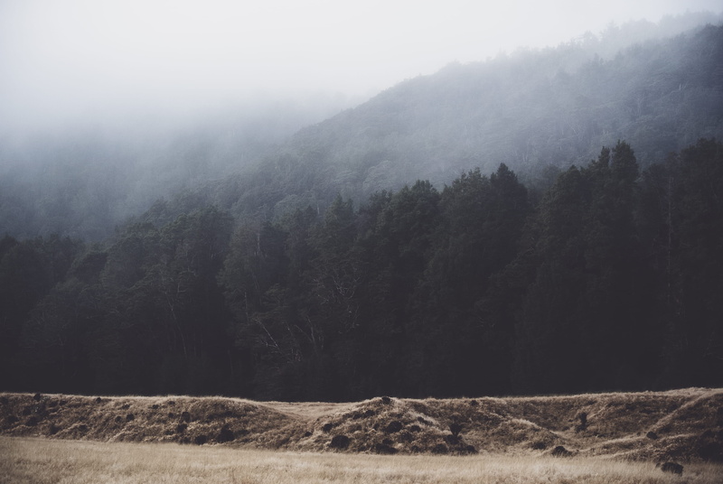 mist, 4K, new zealand, winter, travel, trees, tree, plant, nature, tranquility, moody, landscape, mountain, grass, clouds, tranquil scene, fog, no people