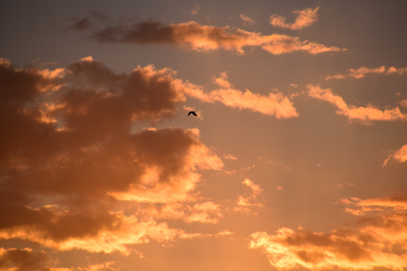 no people, abendstimmung, himmelröte, animals in the wild, sunset, vertebrate, romance, scenics - nature, sun, orange color, sky, low angle view, animal themes