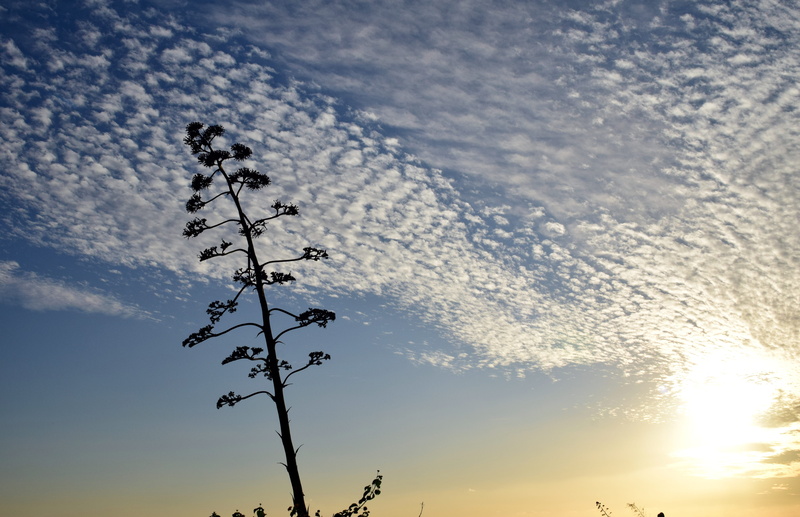 tranquility, abendstimmung, romance, tree, close-up, low angle view, romantic, 5K, cloud - sky, mediterranean, silhouette, sunlight, beauty in nature