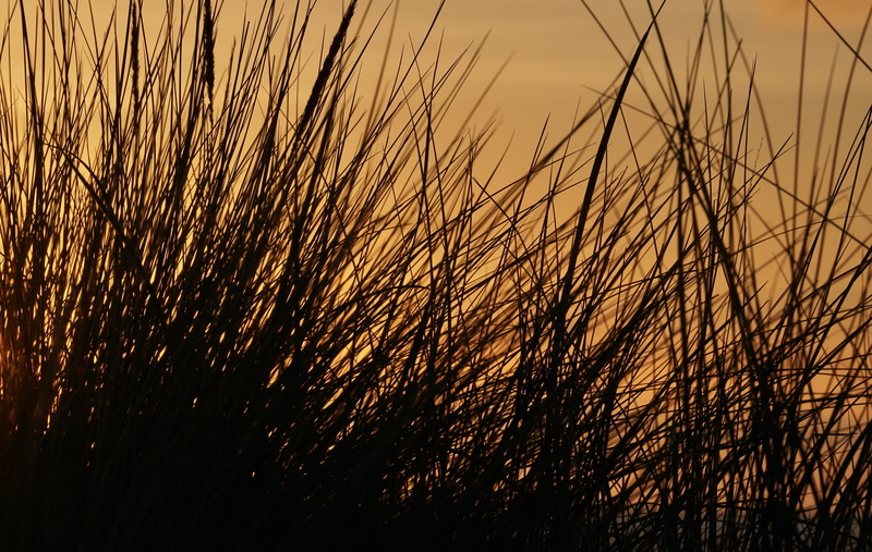 landscape, evening, rural scene, timothy grass, dune grass, silhouette, crop, texture, growth, scenics - nature, stalk, tranquil scene, land, evening sky